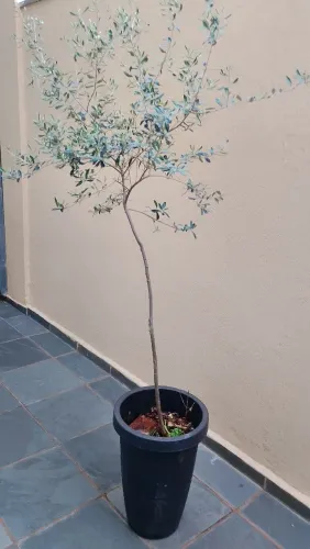 Muda de Oliveira