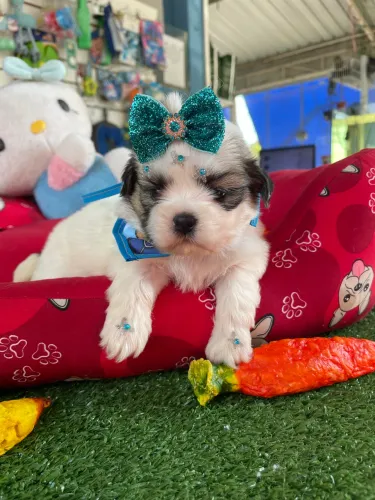 Shih tzu fêmea tricolor $2.300,00