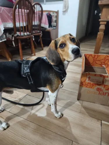 Doação de cachorro, ração Beagle, filhote