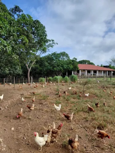 Imóvel para venda com 9800 metros quadrados com 4 quartos em Tapuio - Aquiraz - CE