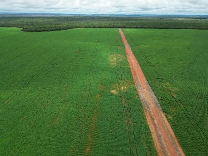 Fazenda de arrendamento Soja 1.890 hec plantando entre Água boa e Canarana MT.