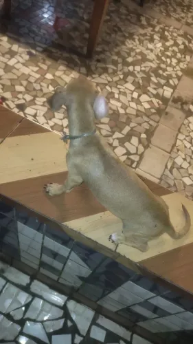 Filhote De Salsicha (3meses)