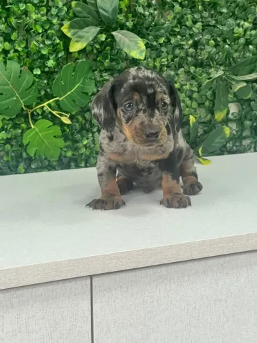 dachshund arlequim