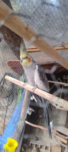 Galo e galinha