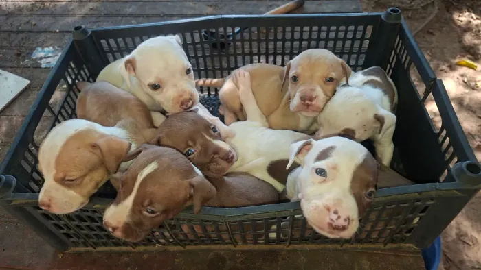 Filhotes pitbull 
