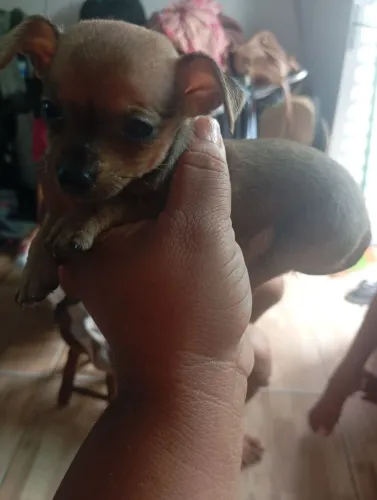 Pinscher 1