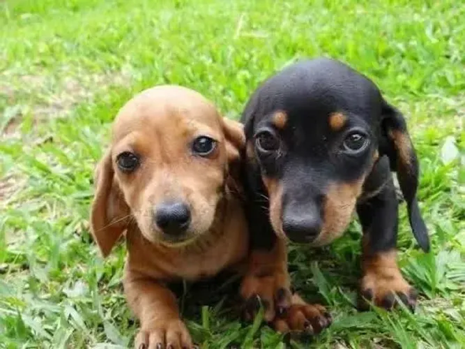 Dachshund lindíssimas