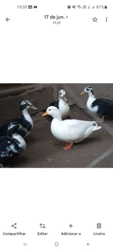 Mini marreco