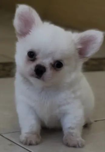 Chihuahua macho