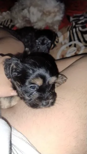 Vendo cachorrinho. Raça: poodle toy. Nascimento: 19/04/2026,1 mês e 5 dias. Valor:300$.