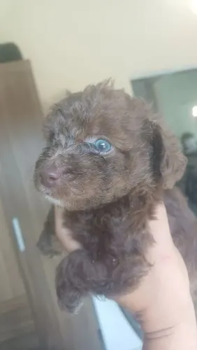 Poodle Macho Marron Chocolate