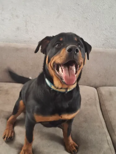 Cachorra Rottweiler
