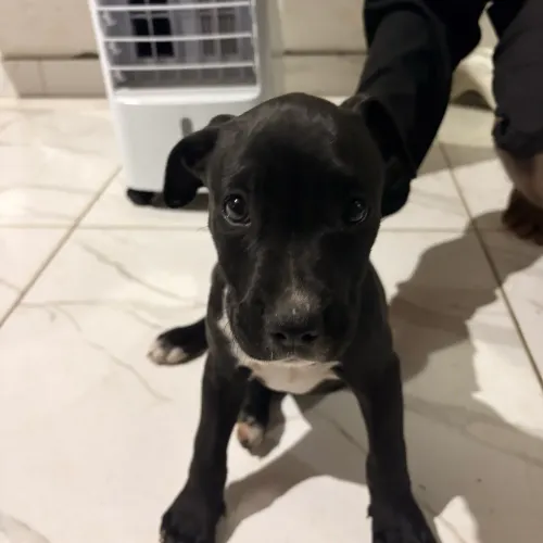 ? **VENDO FILHOTE AMERICAN BULLY** ?