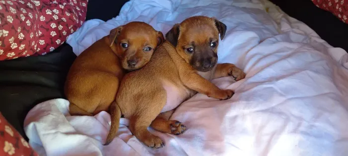 Filhote de Pinscher 1
