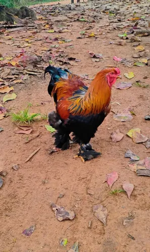 Galo Brahma 