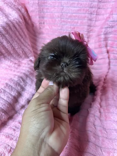 Shih Tzu fêmea chocolate
