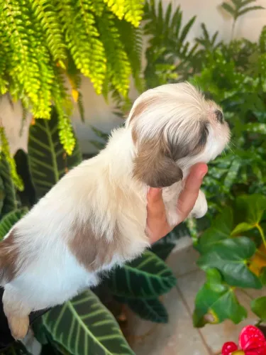 Shihtzu fêmea 