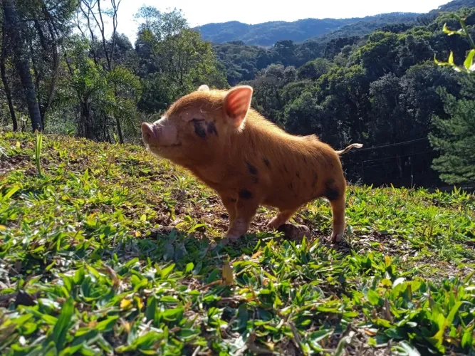 Mini porco macho