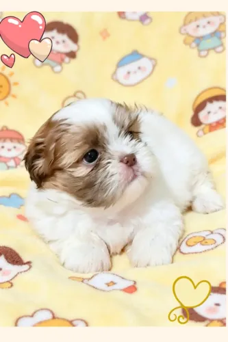 Lindíssimo filhote de Shih tzu macho. Parcelamos e entregamos.