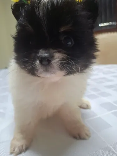 Lulu da pomerania femea anã