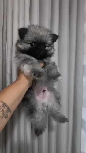 Lulu da Pomerânia