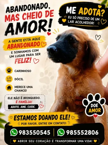Adoção cachorro