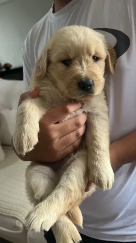Golden retriever fêmea