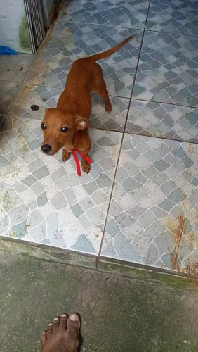 Vendo pincher