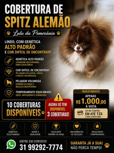 Spitz alemão chocolate 