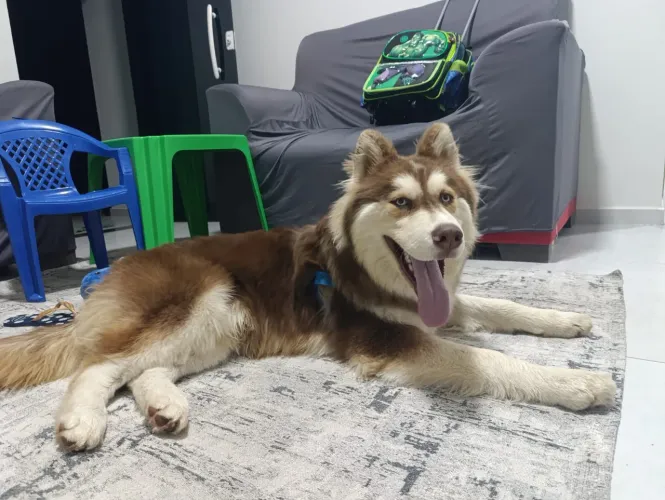 Husky siberiano
