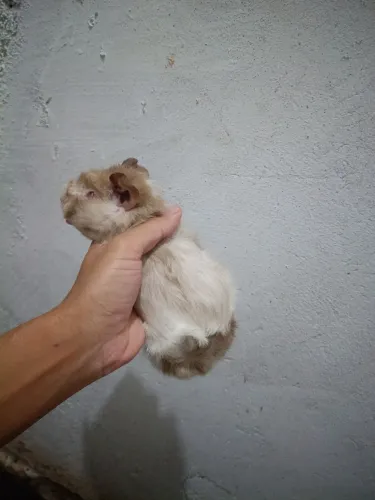 Porquinho da índia macho com 1 mês 