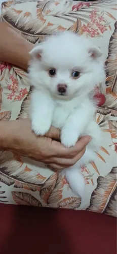 Lulu da pomeranea anao com vacina fêmea 70 dias 