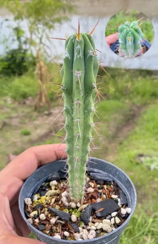 Cacto tocha boliviana 
