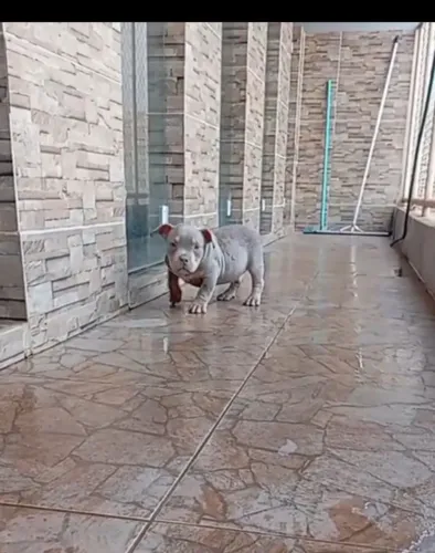 American bully