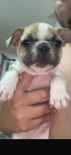 Buldogue francês mini