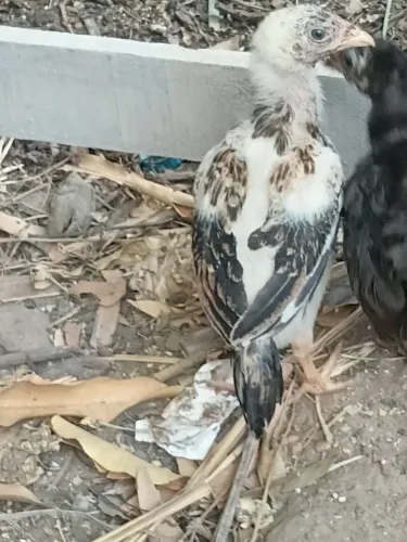 Pintinhos de raça