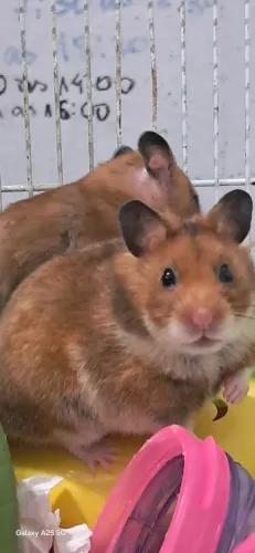Criação doméstica. Vendo fofuras! Hamster Sírio. Pais dóceis da PETZ. Filhotes mancinhos!
