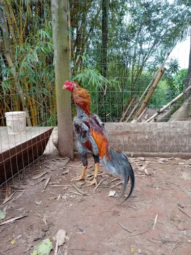 Galinha
