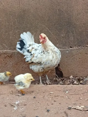 Galinha 