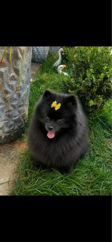 Lulu fêmea