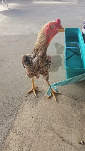 Galo de raça 