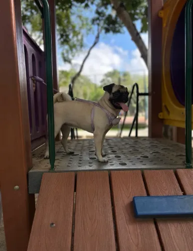 Pug fêmea disponível para cruza