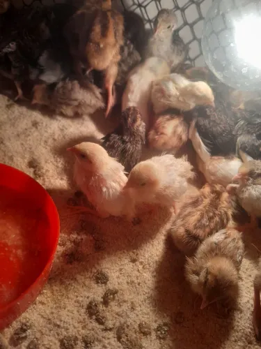 Codorna chinesa branca duas por 100