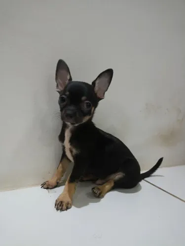 Pinscher