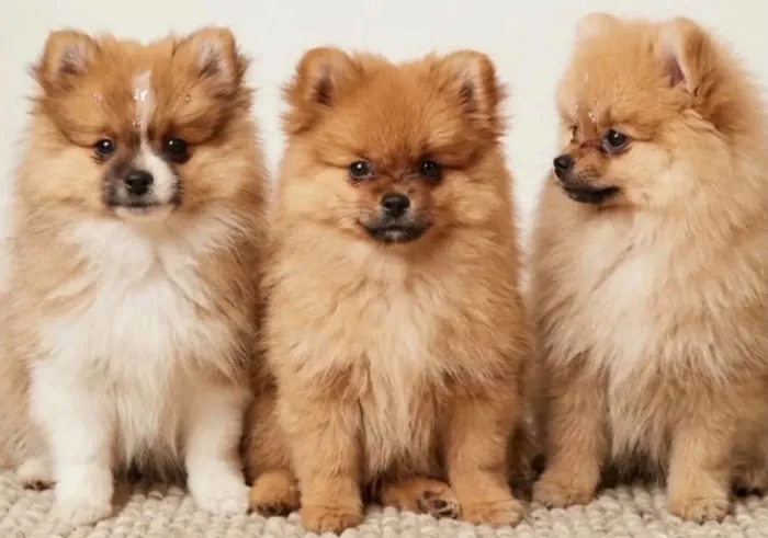 Filhotinhos de Spitz Alemão (Lulu da pomerania)  à venda