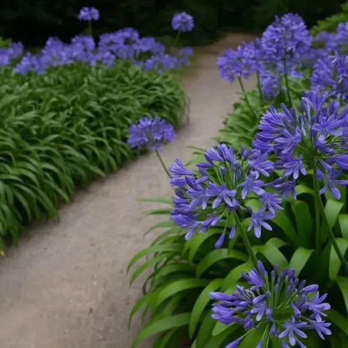 Ajudante de Jardineiro - Av. Paulista