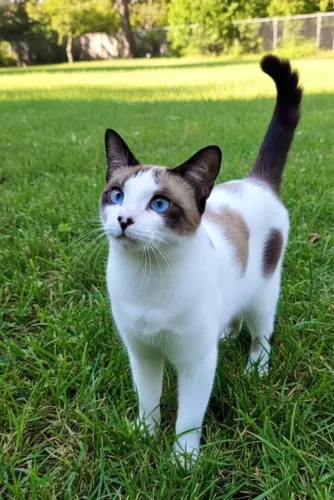 Gato Carinhoso Castrado para Adoção