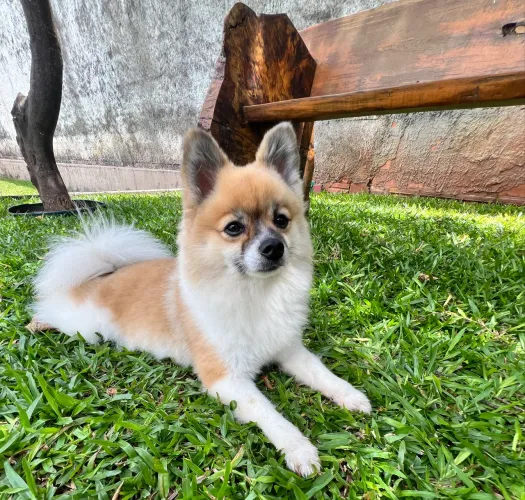 Fêmea adulta Spitz alemão 