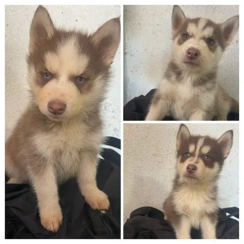 Husky siberiano 700$