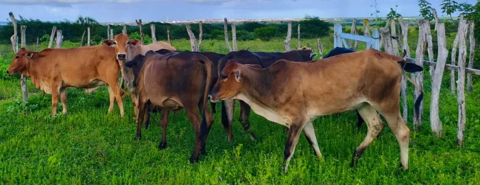 Vendo vacas gordas na balança ou na perna 